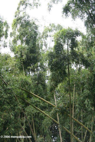 Riesiger Bambus am Jardín Botánico de la Universidad Tecnológica De Pereira