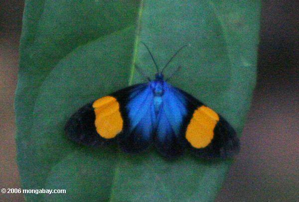 、青、黒とオレンジ色の蝶