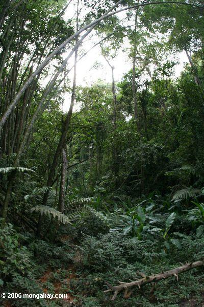 In einem kolumbianischen montane Wald nahe Pereira Pereira
