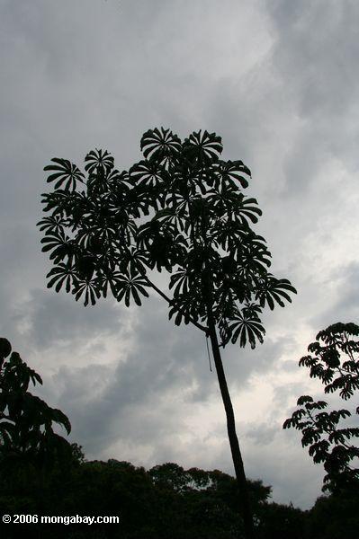 Cecropia Baum