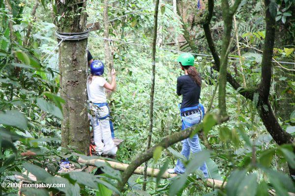 Touristen, welche aus erster Hand die rainforest überdachung in Kolumbien Pereira