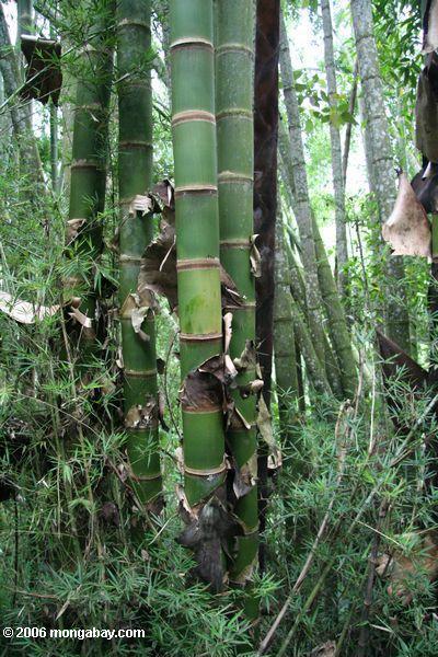 Riesiger Bambus in Kolumbien