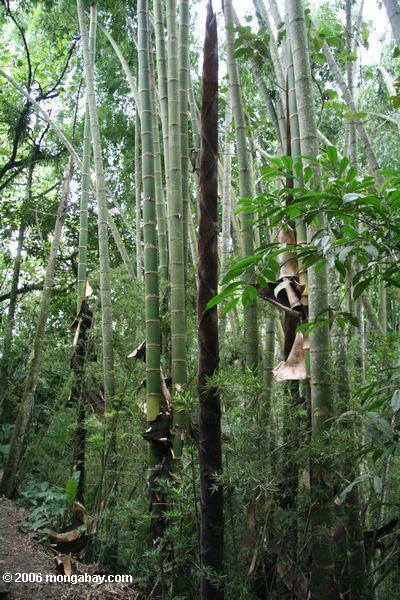 Riesiger Bambus in Kolumbien