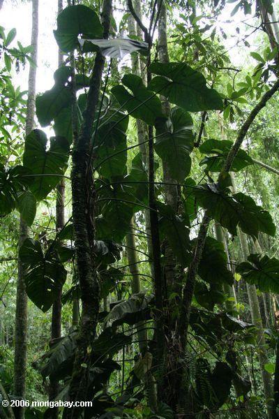 Philodendron in Kolumbien