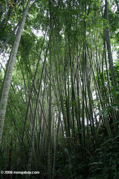コロンビアの竹の茂み