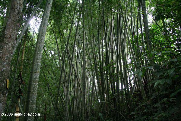 Forêt en bambou en Colombie