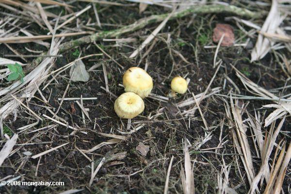 Hellgelbe Pilze in Kolumbien