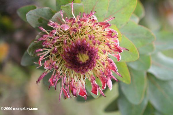 Protea Blume