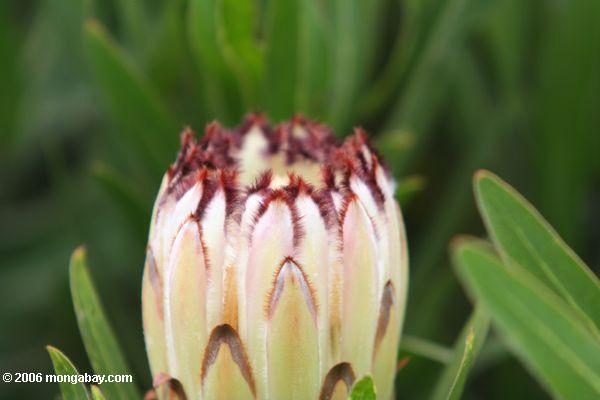 Protea Blume, Seitenansicht