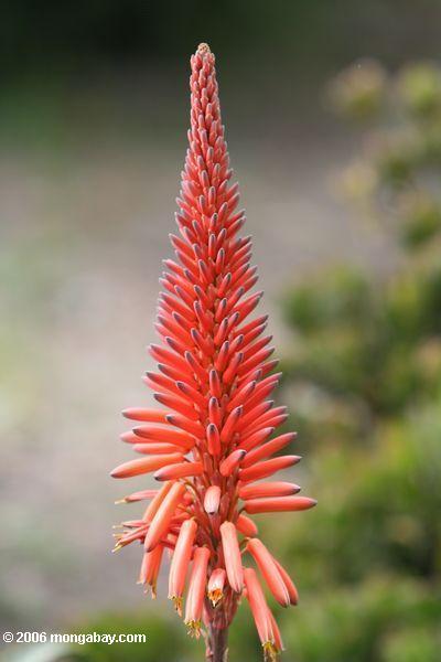 Orangerote röhrenförmige Blume
