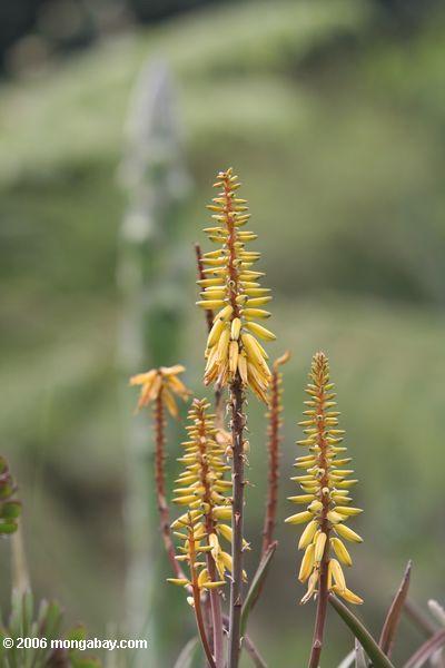 Gelbe Agavaceae Familie Blume