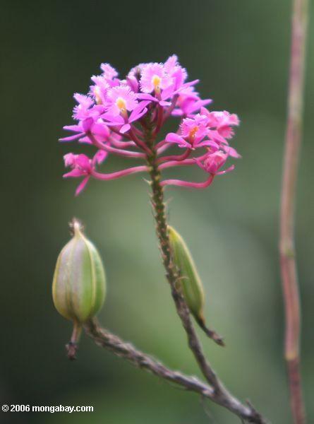 Rosafarbene Blume