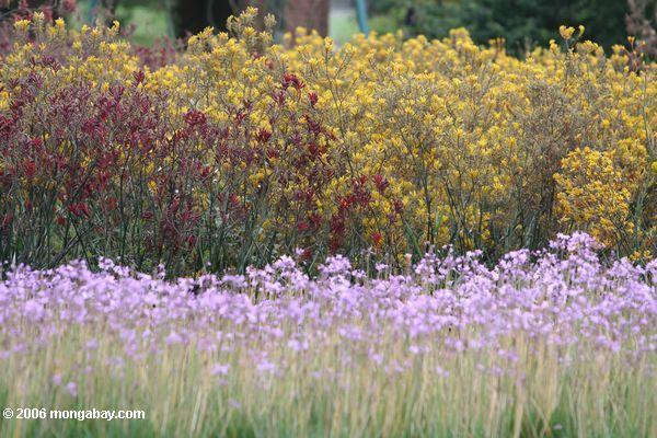 Kastanienbraune, gelbe und lavendar Blumen von Strelitzia reginae von Afrika