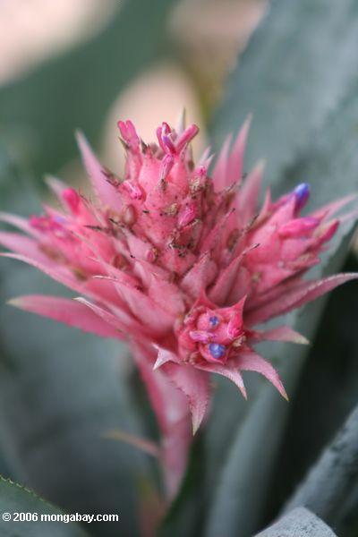 エクメアfasciataアナナスピンクの花