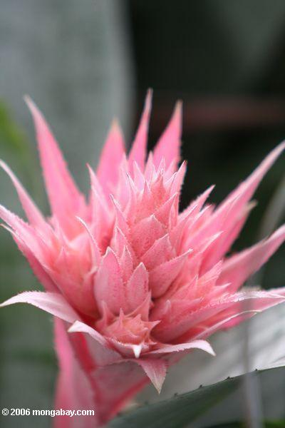 розовый aechmea fasciata bromeliad цветок