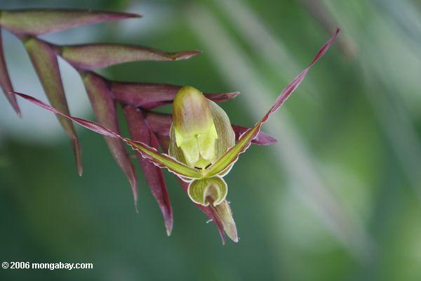 зеленые и пурпурные орхидеи, возможно paphiopedilum Sp. или phragmipedium Sp.