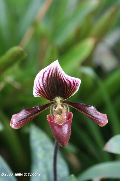 Purpurrote und weiße Wanne Orchidee, vermutlich Phaphiopedilum