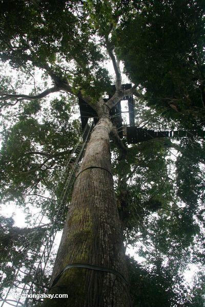 einer überdachungplattform in einem Kapokbaum Leticia-Amazonas oben