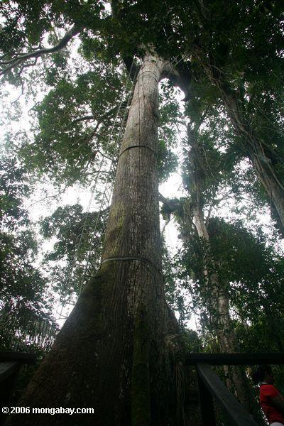 Riesiger ceiba Baum, der an der Unterseite für das Klettern in die überdachung Leticia-Amazonas
