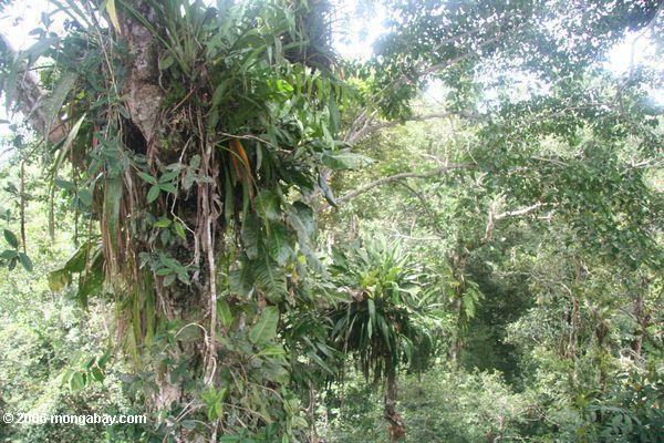 Bromeliads in der rainforest überdachung