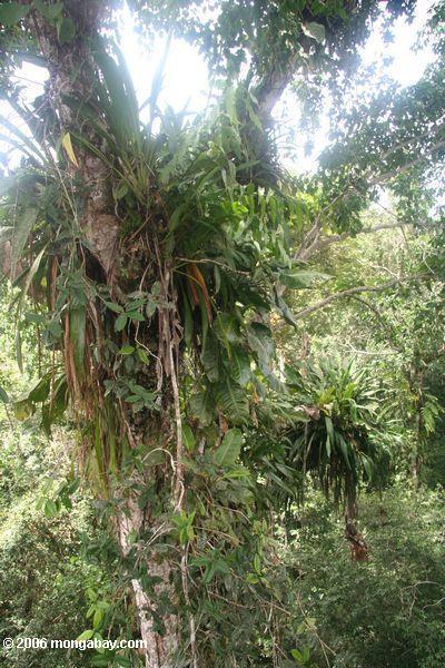 熱帯雨林の天蓋のbromeliads