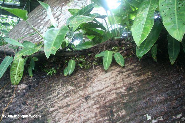 Boden in der rainforest überdachung