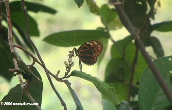 Schmetterling hoch in der rainforest überdachung des Amazonas