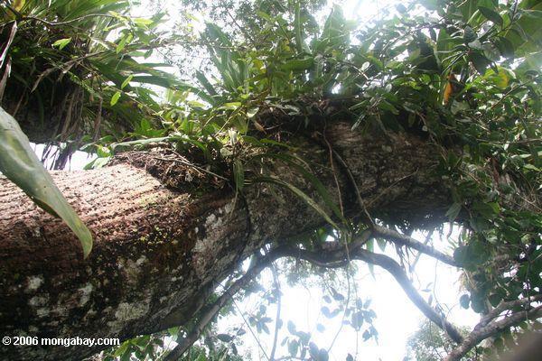 アマゾンの熱帯雨林の林冠bromeliads成長のクローズアップ