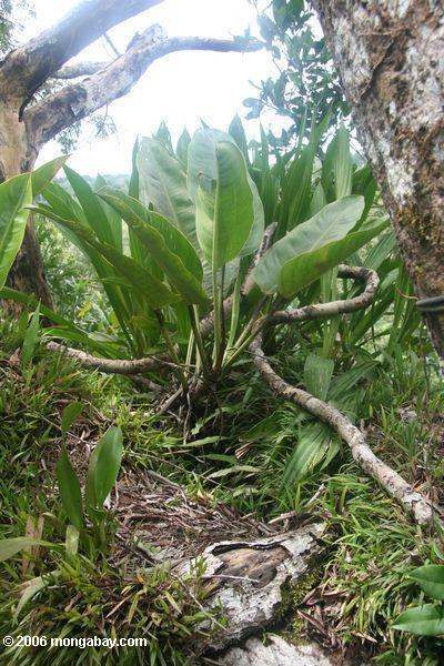 bromeliads в навес от дождя лес амазонки