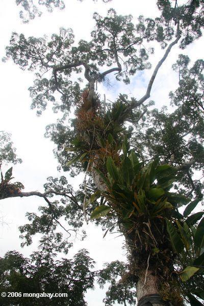 アマゾンの熱帯雨林の天蓋のbromeliads