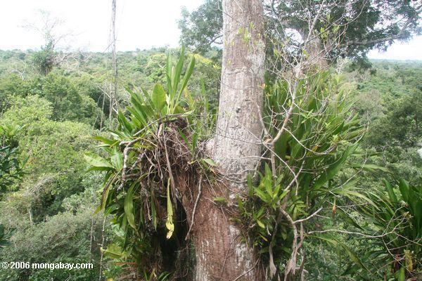 Bromeliads im Amazonas Regen-Waldhimmel