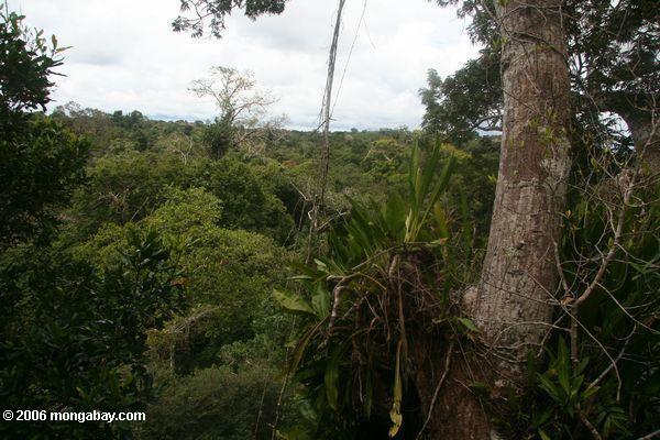 アマゾンの熱帯雨林の天蓋bromeliads