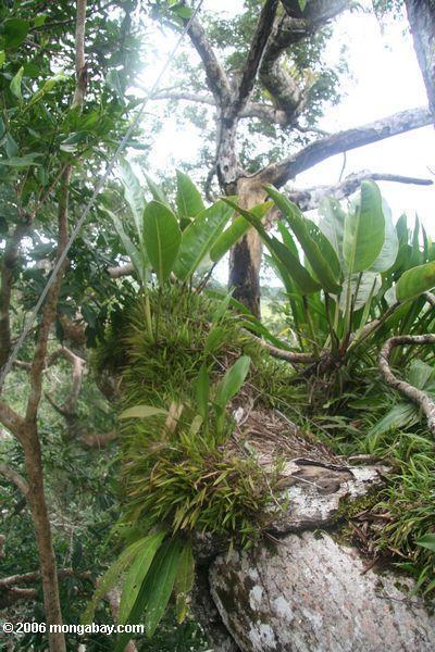 Bromeliads no dossel de floresta de Amazon
