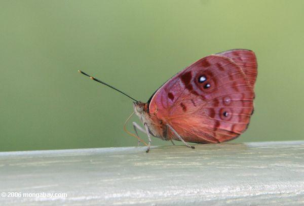 Papillon dans la verrière de forêt tropicale d'Amazone