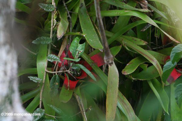 Bromeliads no dossel de floresta da chuva de Amazon