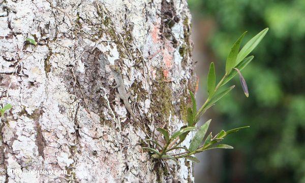 Getarnte graue anolis Eidechsehöhe im Waldhimmel des Amazonas