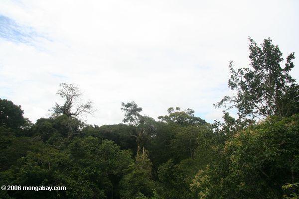 Amazonas Waldhimmel, wie auf Augenhöhe Leticia-Amazonas