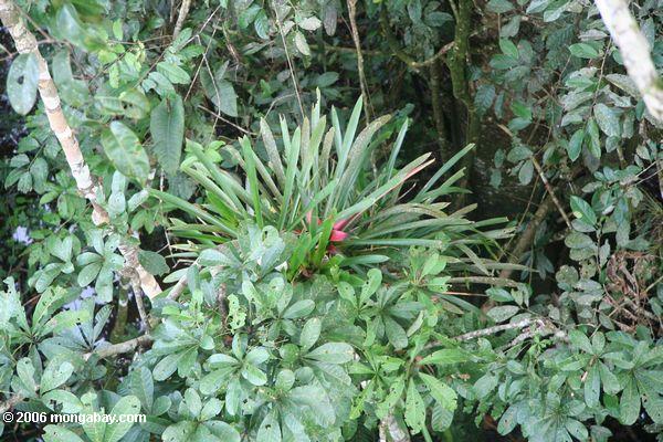 bromeliads в бассейне реки Амазонки дождя леса
