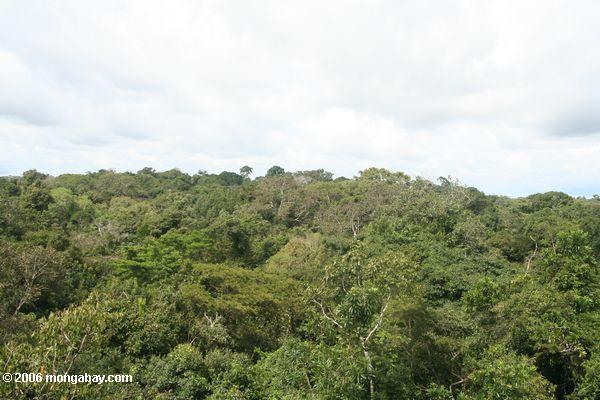 O dossel o mais rainforest de Amazon