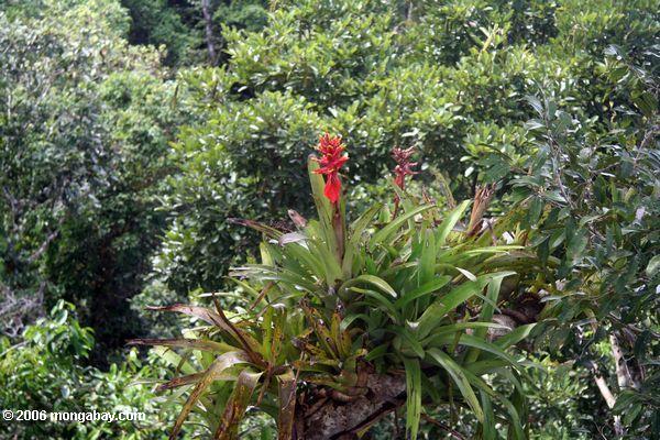 アマゾンの熱帯雨林の天蓋アナナスの赤い花