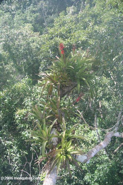 Rote Blumen eines bromeliad in der Amazonas rainforest überdachung