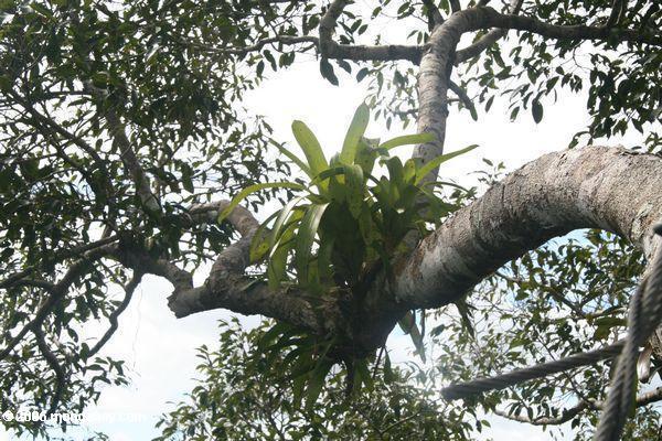 Bromeliads im Amazonas Regen-Waldhimmel