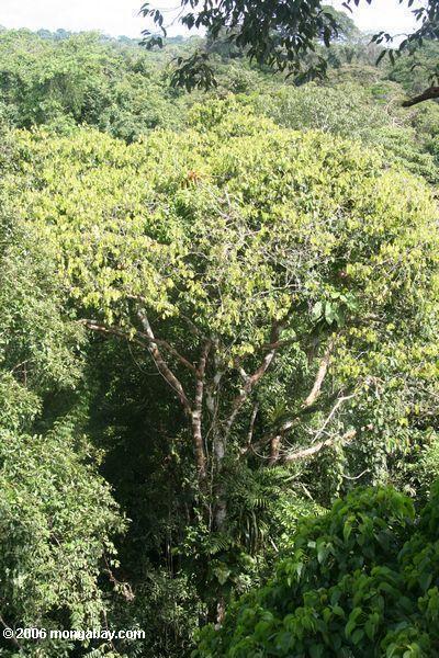 熱帯雨林の林冠木