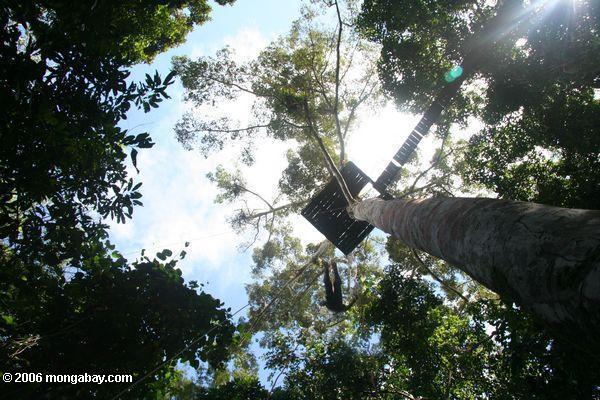 熱帯雨林の天蓋のプラットフォーム