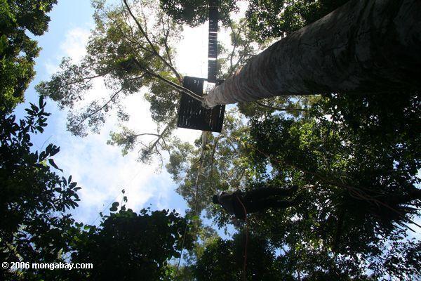 アマゾンの熱帯雨林の天蓋プラットフォーム