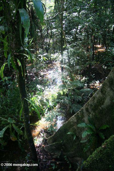 浸水アマゾンの森林湿地