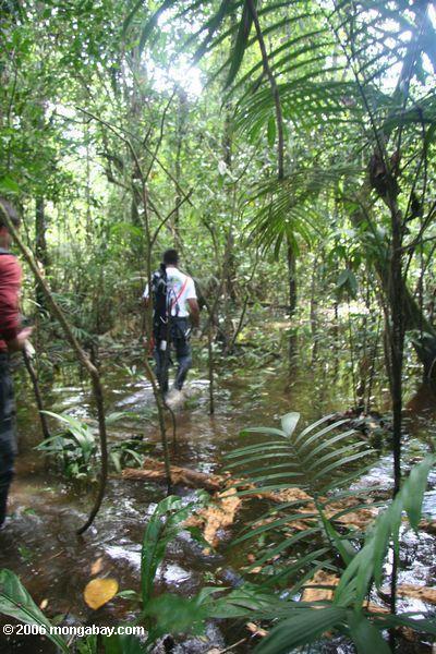 Slogging através da floresta inundada do swamp de Amazon