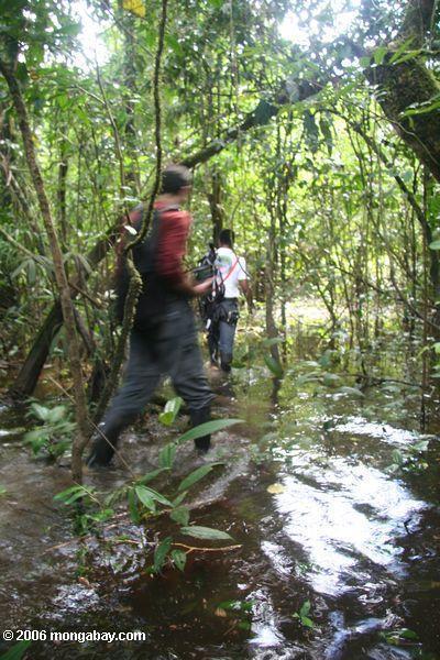Hiking na floresta inundada do swamp de Amazon