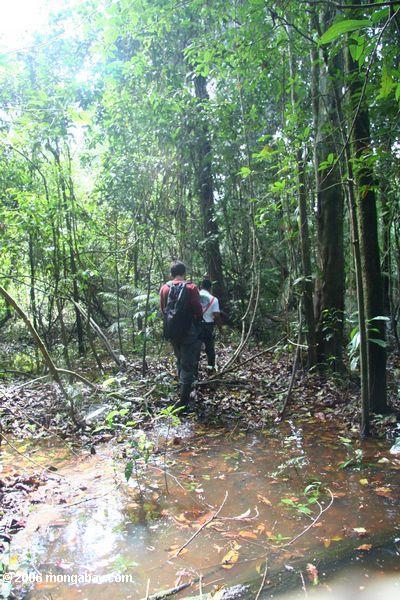 Slogging durch einen Sumpf im Amazonas rainforest