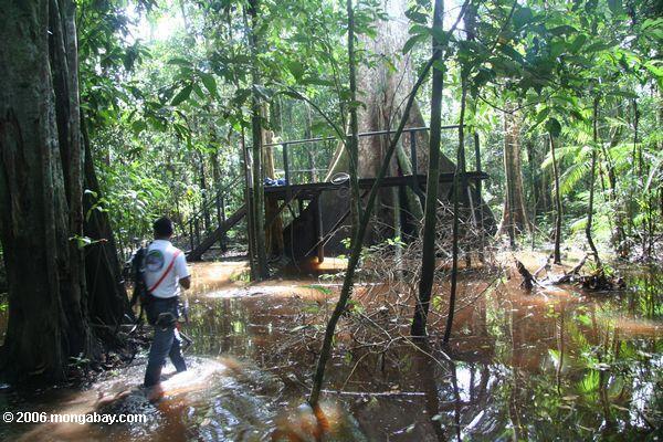 Платформа в болоте затопленных лесов